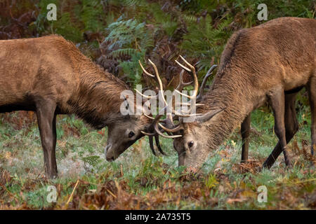 Londres, Royaume-Uni. 27 Oct 2019. Red Deer stag bataille pour l'accouplement de l'homme en rut commence à Richmond Park, où plus de 600 cerfs errent librement. Au cours de t Banque D'Images