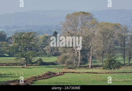Automne sur rural meadows de Parham Park pour les South Downs Banque D'Images