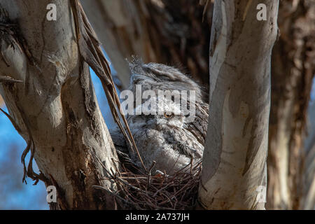 Une grille supérieure de fauve et chick sur son nid, Podargus strigoides, Australie Banque D'Images