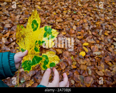 Belles feuilles jaune vert dans les mains d'un enfant. Saison d'automne. Banque D'Images