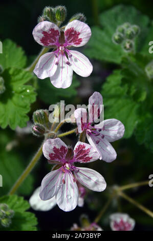 Blanc/Rose Géranium, Pélargonium, Erodium Fleurs cultivées à la maison Alpine au RHS Garden Harlow Carr, Harrogate, Yorkshire. En Angleterre, Royaume-Uni, Banque D'Images