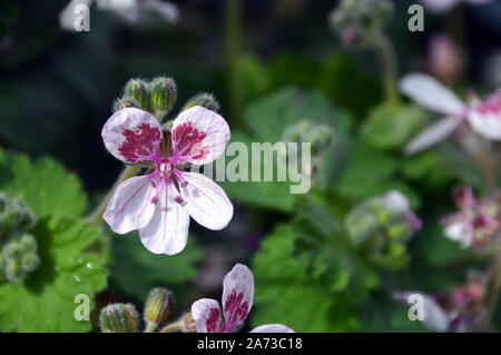 Blanc/Rose Géranium, Pélargonium, Erodium Fleurs cultivées à la maison Alpine au RHS Garden Harlow Carr, Harrogate, Yorkshire. En Angleterre, Royaume-Uni, Banque D'Images