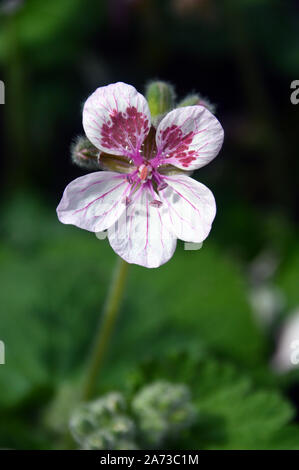 Blanc/Rose Géranium, Pélargonium, Erodium Fleurs cultivées à la maison Alpine au RHS Garden Harlow Carr, Harrogate, Yorkshire. En Angleterre, Royaume-Uni, Banque D'Images