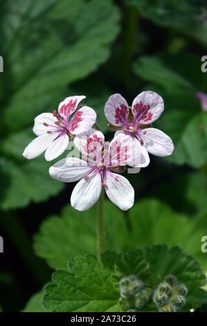 Blanc/Rose Géranium, Pélargonium, Erodium Fleurs cultivées à la maison Alpine au RHS Garden Harlow Carr, Harrogate, Yorkshire. En Angleterre, Royaume-Uni, Banque D'Images