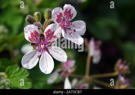 Blanc/Rose Géranium, Pélargonium, Erodium Fleurs cultivées à la maison Alpine au RHS Garden Harlow Carr, Harrogate, Yorkshire. En Angleterre, Royaume-Uni, Banque D'Images