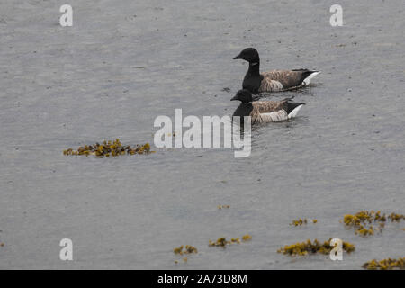 Ringel-Gans Ringelgänse Ringelgans,,, Gans, Branta bernicla bernache cravant,,, La Bernache cravant Banque D'Images