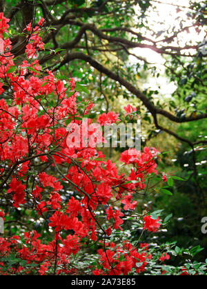 La montagne rouge fleurs d'azalées en fleurs Banque D'Images