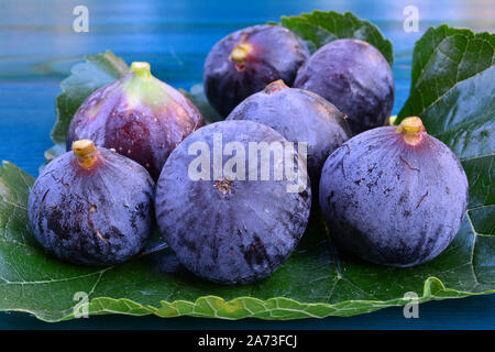 7 figues mûres big blue sur feuille de mûrier bleu sur fond de bois, side view Banque D'Images