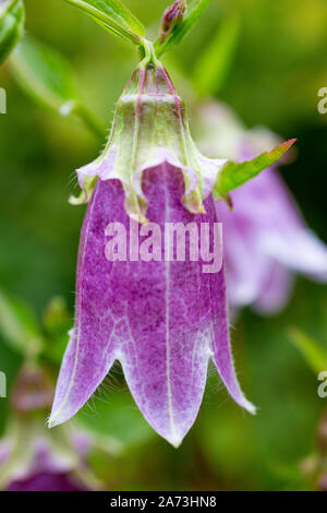 Campanula takesimana 'Elizabeth' Banque D'Images