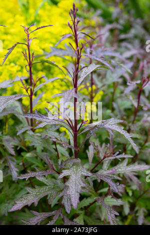 Verbena officinalis var. grandiflora 'Aviemore' Banque D'Images