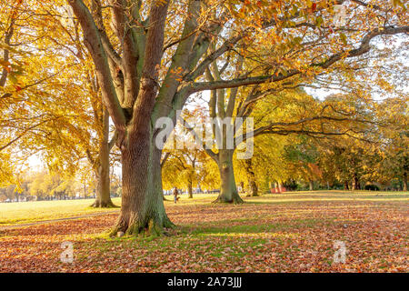 Northampton, Royaume-Uni. 29 octobre 2019 UK Weather, clair matin ensoleillé dans la région de Abington Park Les couleurs d'automne montrant jusqu'au petit matin la lumière. J Keith Smith./Alamy Live News Banque D'Images