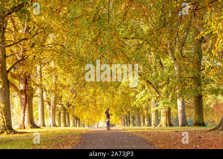 Northampton, Royaume-Uni. 29 octobre 2019 UK Weather, clair matin ensoleillé dans la région de Abington Park Les couleurs d'automne montrant jusqu'au petit matin la lumière. J Keith Smith./Alamy Live News Banque D'Images