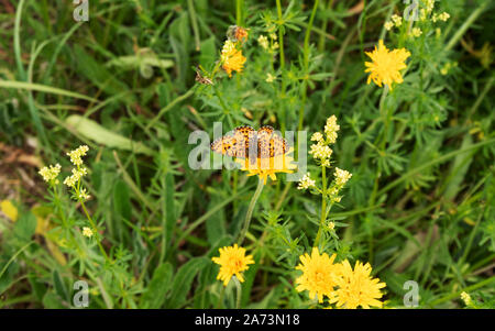 Twin-spot fritillary sur une fleur jaune Banque D'Images