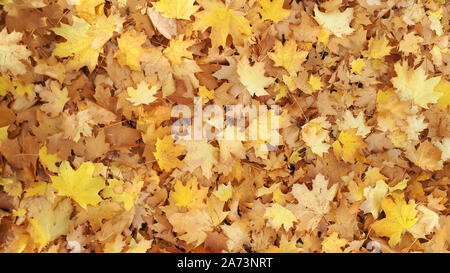 Les feuilles d'automne Orange Arrière-plan. Piscine en plein air. Image de fond coloré feuilles mortes parfait pour l'utilisation saisonnière. Banque D'Images