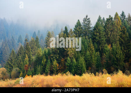 Forêt de sapins en temps d'automne brumeux. belle nature paysage sur un matin ensoleillé Banque D'Images