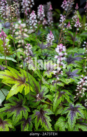 Tiarella 'et' Banque D'Images