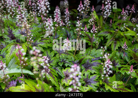 Tiarella 'et' Banque D'Images