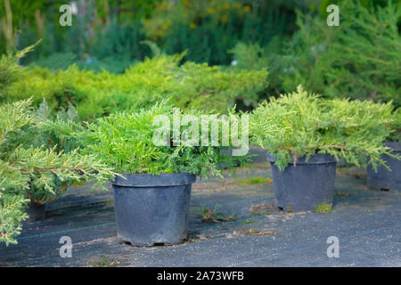 Les plantules de buissons de genièvre en pots en magasin de jardinage du printemps. Pépinière de diverses plantes vert sapin pour le jardinage. Les buissons de genièvre dans jardin boutique. Banque D'Images