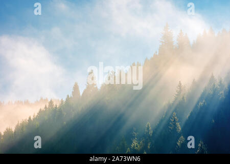 Forêt de sapins dans le brouillard sur la colline au lever du soleil. superbe nature contexte à l'automne Banque D'Images