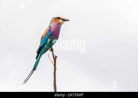 Une belle couleur vive seul adulte Lilac Breasted Roller se percher sur le haut d'une brindille en regardant vers la droite. Banque D'Images