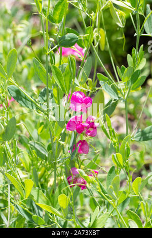 Fleur sauvage dans un pré vert de Lathyrus tuberosus, pois tubéreux sauvages. Fleur rose magenta. Fond floral frais naturel vertical Banque D'Images