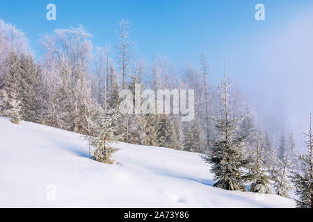 Matin brumeux d'hiver sur la neige couverts forestiers. pré. arbres en givre. belle matinée ensoleillée campagne Banque D'Images