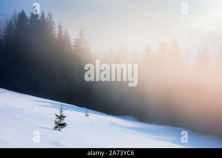 Matin brumeux en hiver. forêt de sapins sur une pente couverte de neige dans le brouillard rougeoyant. merveilleuse nature paysage au lever du soleil Banque D'Images