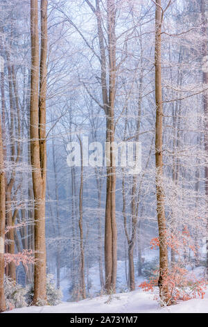 Dans la forêt givre. beaux paysages d'hiver le matin. par temps brumeux magique Banque D'Images