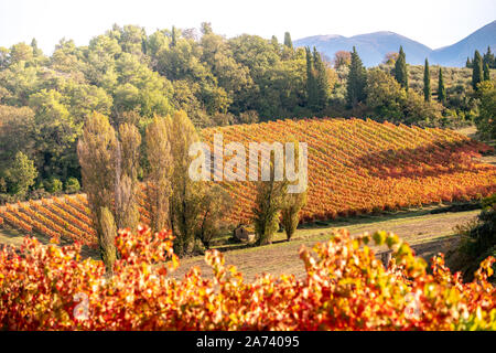 Sagrantino di Montefalco vignes en automne, Ombrie, Italie Banque D'Images