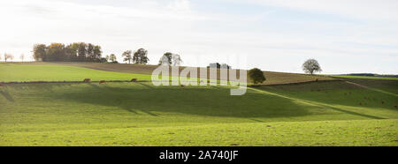 Les vaches et les ombres sur les collines herbeuses pendant le coucher du soleil au Luxembourg près de denzelt Banque D'Images