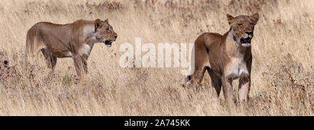 Deux Lioness (Panthera leo) la chasse dans les prairies du parc national d'Etosha en Namibie, l'Afrique. Banque D'Images