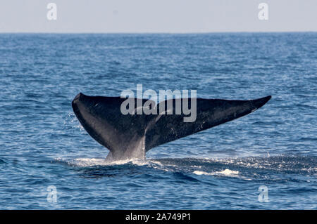 Observation des baleines Banque D'Images