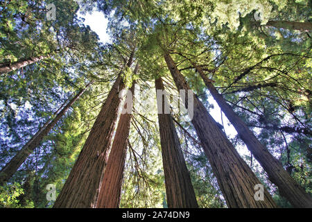 De magnifiques séquoias majestueux clocher au-dessus du sol de la forêt vers le ciel Banque D'Images