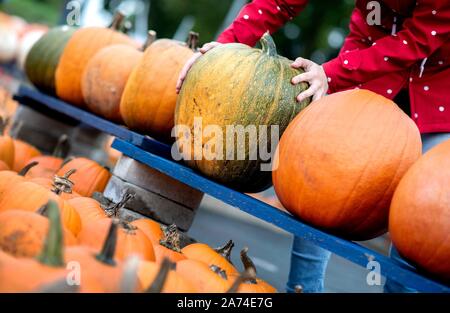 Plusieurs grandes citrouilles à un décrochage à Wardenburg (Allemagne), 09 octobre 2019. Dans le monde d'utilisation | Banque D'Images