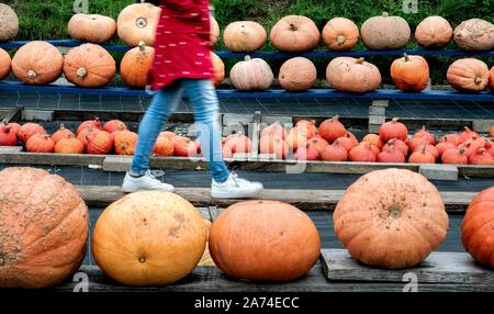 Plusieurs grandes citrouilles à un décrochage à Wardenburg (Allemagne), 09 octobre 2019. Dans le monde d'utilisation | Banque D'Images