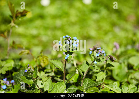 Ensemble de fleurs bleu isolé sur fond blanc Banque D'Images