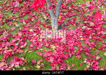 Un tapis rouge pourpre de feuilles tombées d'un érable japonais (Acer palmatum) autour du tronc de l'arbre à l'herbe à l'automne dans le sud-est de l'Angleterre, Royaume-Uni Banque D'Images