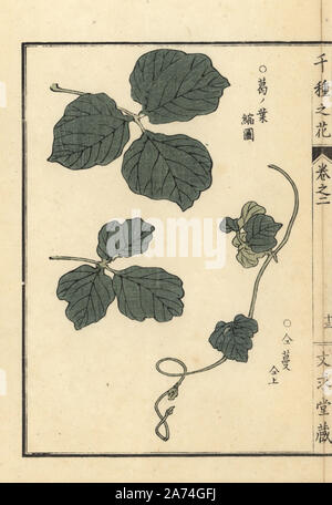 Kuzu ou kudzu leaf et de l'escalade, la vrille Pueraria lobata. Gravure sur bois coloriée par Kono Bairei Senshu de no Hana (mille variétés de fleurs), Bunkyudo, Kyoto, 1900. Banque D'Images