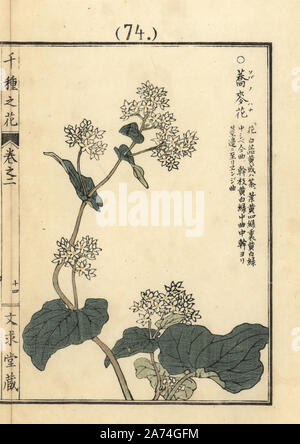 Soba ou le sarrasin, Fagopyrum esculentum. Gravure sur bois coloriée par Kono Bairei Senshu de no Hana (mille variétés de fleurs), Bunkyudo, Kyoto, 1900. Banque D'Images