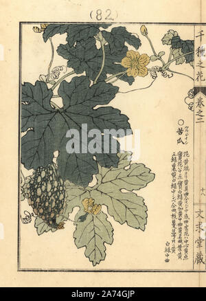 Tsurureishi, Goya ou petit melon amer, Momordica charantia var. pavel. Gravure sur bois coloriée par Kono Bairei Senshu de no Hana (mille variétés de fleurs), Bunkyudo, Kyoto, 1900. Banque D'Images