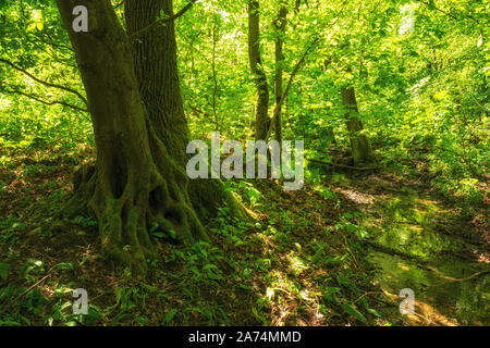 Vieilles forêts vertes dans le parc national de Hainich Banque D'Images