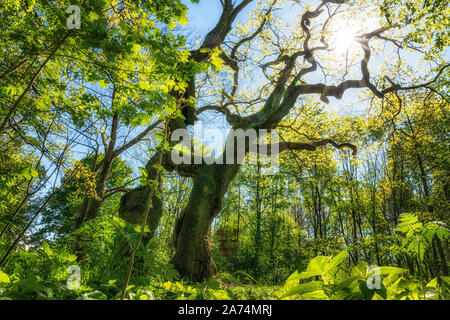 Grand chêne géant dans le parc national de Hainich Banque D'Images