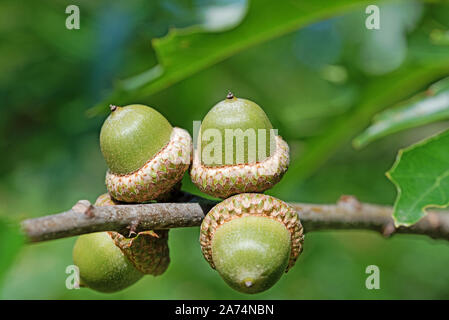 Fruits de la marsh, Quercus palustris Banque D'Images