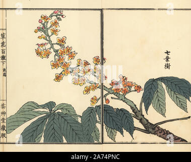 Tochinoki ou japonais, Marronnier Aesculus turbinata. Gravure sur bois coloriée par Kono Bairei Bana Hyakushu de Kusa (une centaine de variétés de fleurs), Tokyo, Yamada, 1901. Banque D'Images