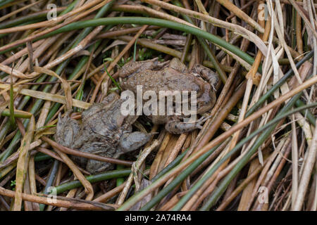 Taod, communs (Bufo bufo) sur place à la piscine d'accouplement, femme portant l'homme, Kinharvie, Dumfries, Ecosse SW Banque D'Images