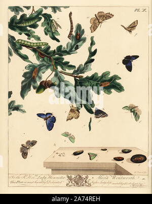 Purple hairstreak papillon, Neozephyrus quercus, vert papillon, de lignes d'argent Pseudoips prasinana chêne vert, espèce, Tortrix viridana, dun-bar, Cosmia trapezina et Odontopera bidentata festonnés, Hazel. Lithographie coloriée après une illustration par Moses Harris de 'l'Aurelian ; une histoire naturelle des papillons et les papillons, anglais' nouvelle édition édité par J. O. Westwood, publié par Henry Bohn, Londres, 1840. Banque D'Images