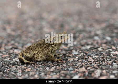 Crapaud, adultes (Bufo bufo) assis sur une route, Morvern, Highlands, Scotland Banque D'Images