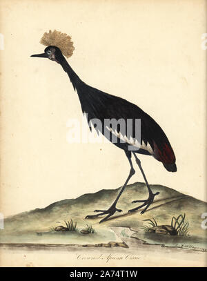 Grue couronnée noire, Balearica pavonina. (Ardea pavonina). Vulnérables. La gravure sur cuivre coloriée d'une illustration par William Hayes et son enfant C à partir de portraits d'oiseaux rares et curieux de la Menagery de Osterly Park, Londres, Bulmer, 1794. Banque D'Images