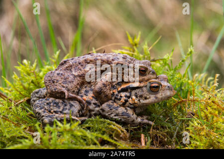 Taod, communs (Bufo bufo) sur place à la piscine d'accouplement, femme portant l'homme, Kinharvie, Dumfries, Ecosse SW Banque D'Images