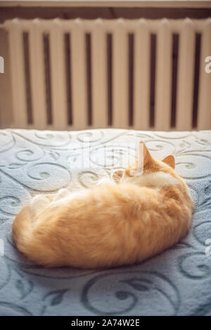 Gingembre mignon chat dort sur un lit douillet, d'arrière-plan du radiateur de chauffage central. Banque D'Images